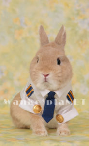 ウサギさん